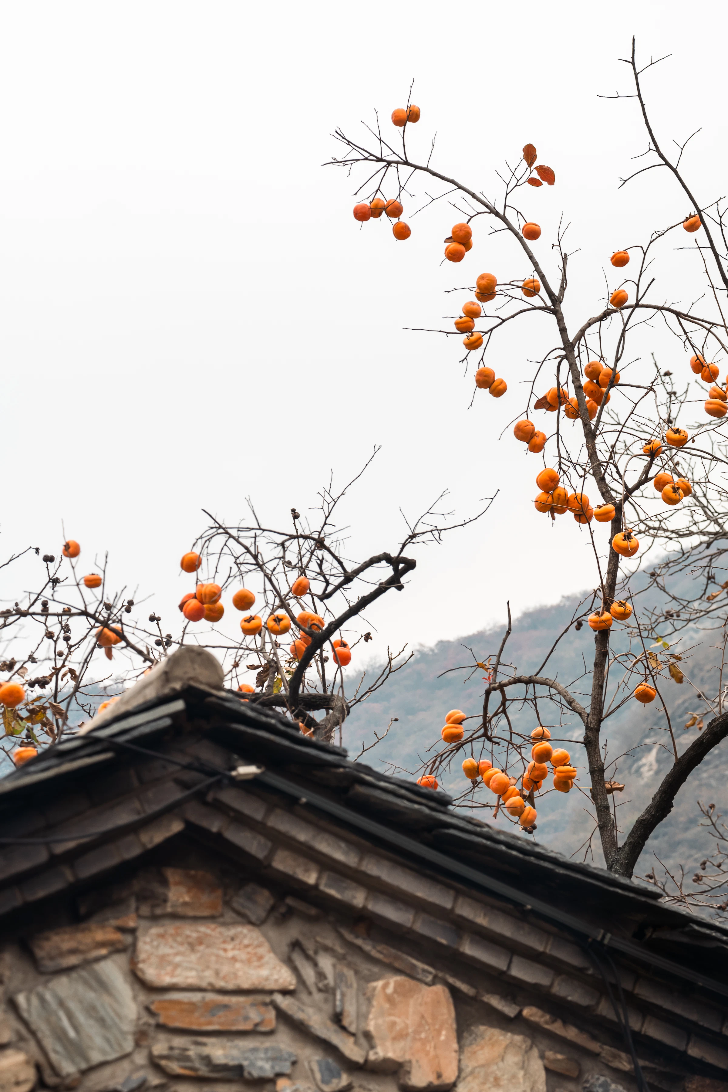 Ripe orange persimmons hanging on a branch with autumn leaves